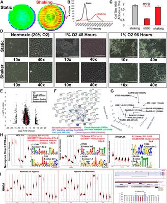 The complex, dynamic SpliceOme of the small GTPase transcripts altered by technique, sex, genetics, tissue specificity, and RNA base editing